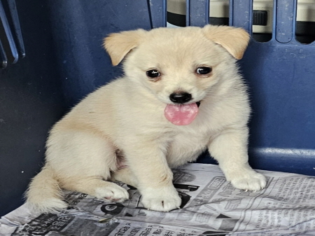 원주시동물보호센터_442419202400701